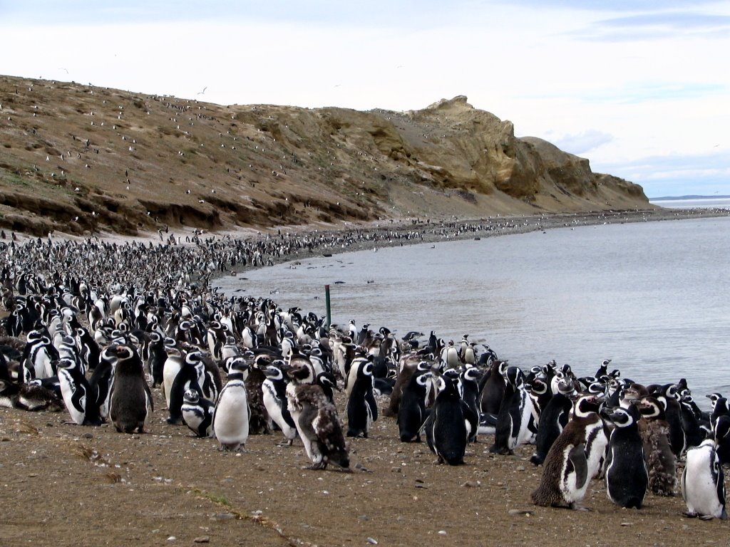 isla magdalena pinguinos