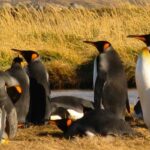 Parque pinguino rey tour