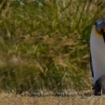 Pinguino rey con cria