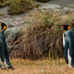 Pinguino Rey en Tierra del Fuego