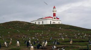 Faro Isla Magdalena con pinguinos